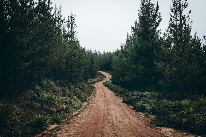 Rừng, rừng cây, cây, u ám, forest, trees, gloomy, dark-Micah Boerma