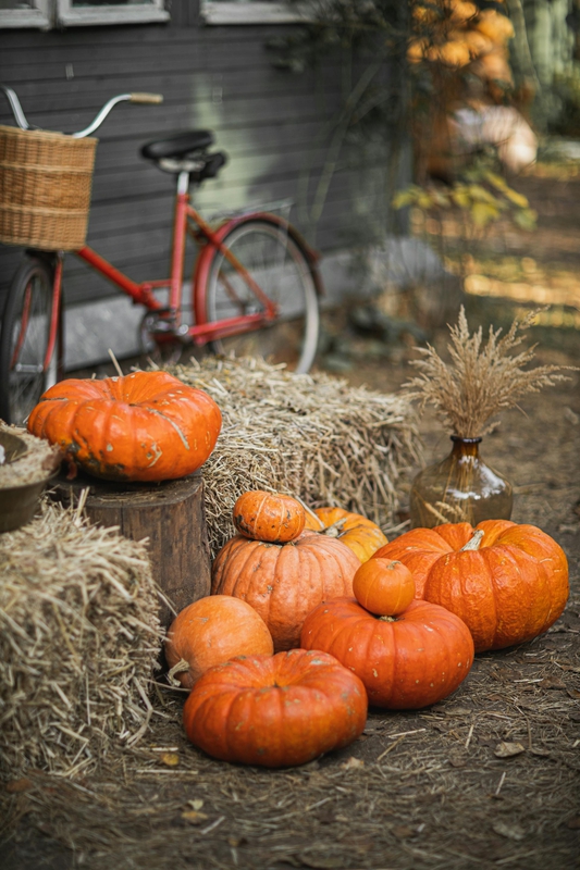 Bí đỏ, bí ngô, pumpkin, halloween, lễ hội hóa trang, lễ hội ma quái, festival - Monstera