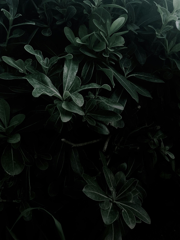 Lá cây, lá, bụi cây, tối, leaves, dark, bush- Mustafa Kılıç