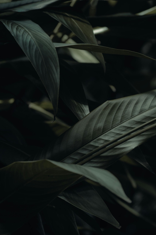Lá cây, lá, bụi cây, tối, leaves, dark, bush- Neeraj Sha