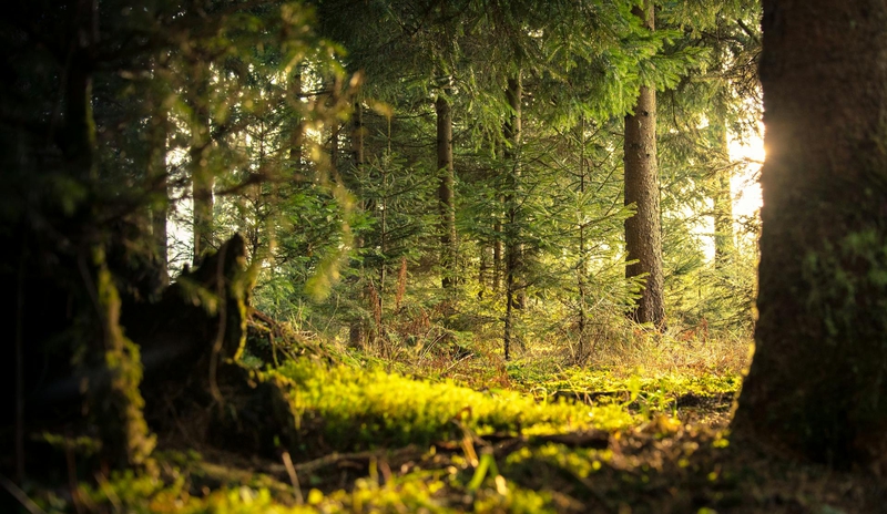 Rừng, rừng cây, cây, u ám, forest, trees, gloomy, dark-Nejc Košir