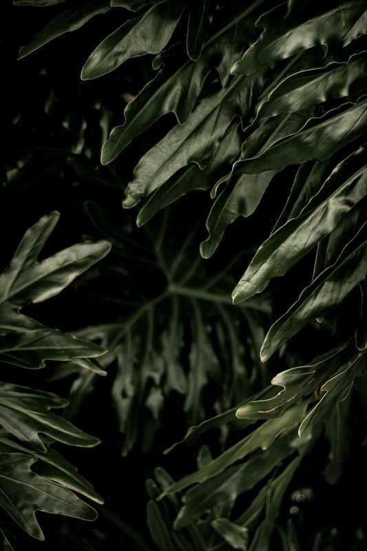Lá cây, lá, bụi cây, tối, leaves, dark, bush- Nothing Ahead 1