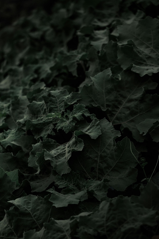Lá cây, lá, bụi cây, tối, leaves, dark, bush-PB's Photography