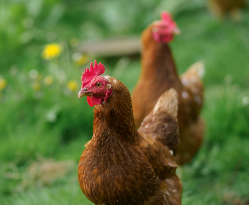 Gia cầm, gà trống, đồng cỏ, mào đỏ, nông trại, poultry, rooster, pasture, red comb, farm  - Samer Daboul 5