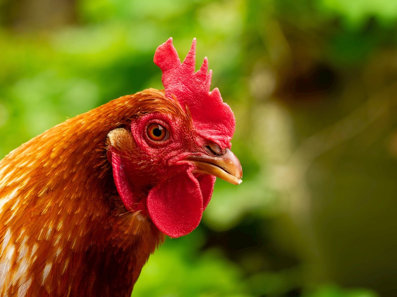 Gia cầm, gà trống, đồng cỏ, mào đỏ, nông trại, poultry, rooster, pasture, red comb, farm  - Samer Daboul 9
