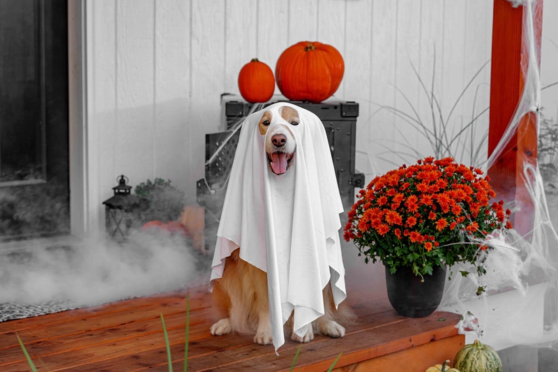 Con chó, hóa trang, hóa trang ma, lễ hội hóa trang, dễ thương, dog, costume, ghost costume, carnival, cute - Impact Dog Crates 9
