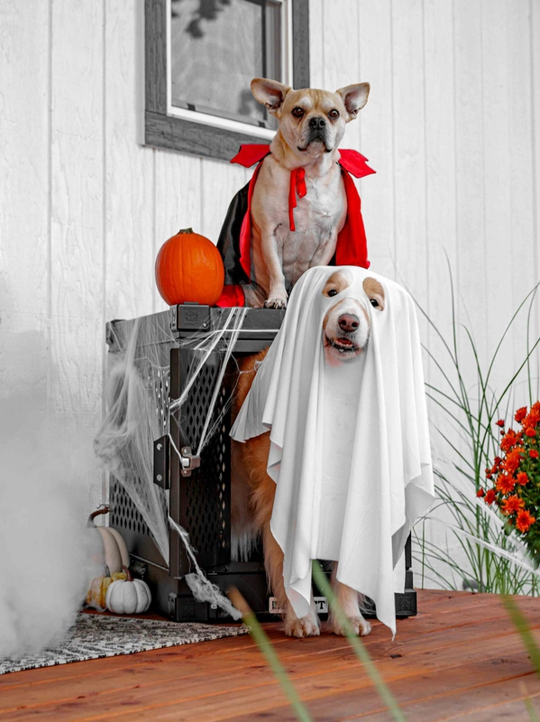 Con chó, hóa trang, hóa trang ma, lễ hội hóa trang, dễ thương, dog, costume, ghost costume, carnival, cute - Impact Dog Crates 10