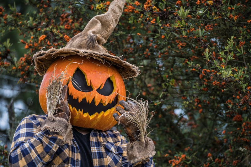 Halloween, hóa trang , kinh dị, hóa trang bí đỏ, bù nhìn, lễ hội hóa trang, costume, horror, pumpkin costume, scarecrow, carnival - Juan Felipe Ramírez 31