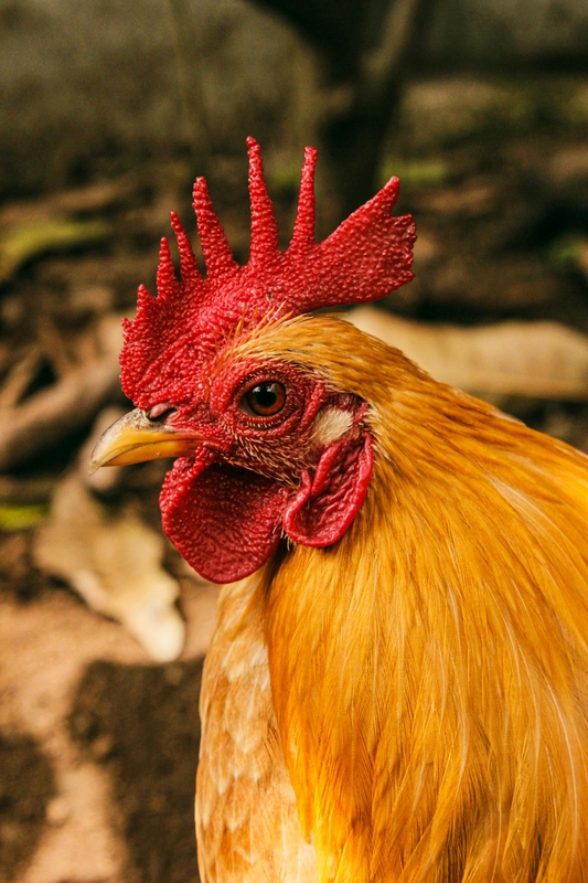 Gia cầm, gà trống, đồng cỏ, mào đỏ, nông trại, poultry, rooster, pasture, red comb, farm  - Samer Daboul 8