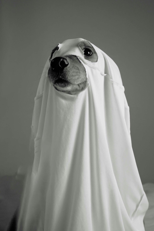 Con chó, hóa trang, hóa trang ma, lễ hội hóa trang, dễ thương, dog, costume, ghost costume, carnival, cute - Susan Flores 1