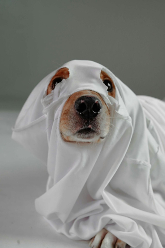 Con chó, hóa trang, hóa trang ma, lễ hội hóa trang, dễ thương, dog, costume, ghost costume, carnival, cute - Impact Dog Crates 4