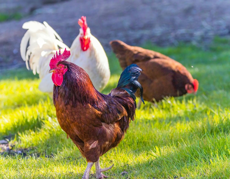 Gia cầm, gà trống, đồng cỏ, mào đỏ, nông trại, poultry, rooster, pasture, red comb, farm  - Samer Daboul 7