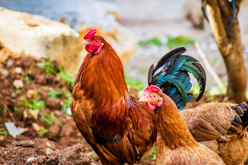Gia cầm, gà trống, đồng cỏ, mào đỏ, nông trại, poultry, rooster, pasture, red comb, farm  - Samer Daboul 6
