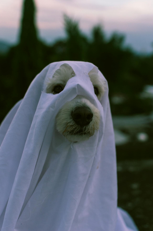 Con chó, hóa trang, hóa trang ma, lễ hội hóa trang, dễ thương, dog, costume, ghost costume, carnival, cute - Susan Flores