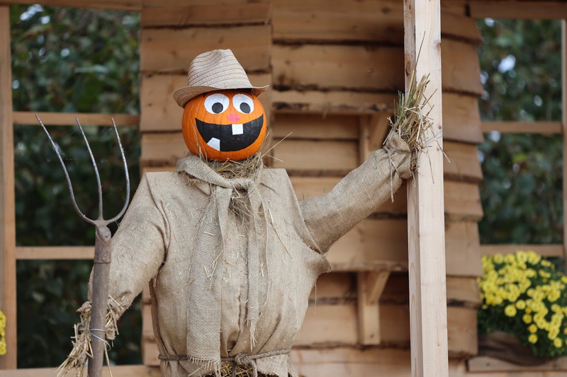 Halloween, hóa trang , kinh dị, hóa trang bí đỏ, bù nhìn, lễ hội hóa trang, costume, horror, pumpkin costume, scarecrow, carnival - Toni Canaj