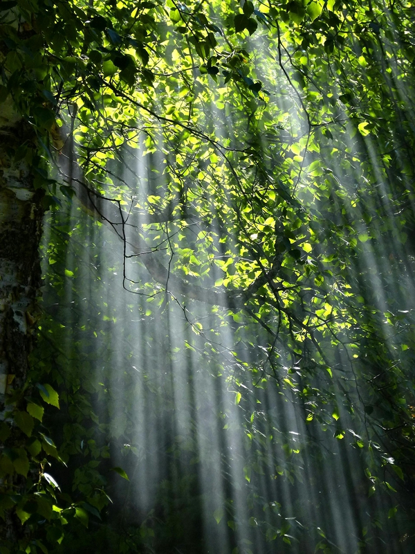 Rừng, rừng cây, cây, u ám, forest, trees, gloomy, dark-Pixabay