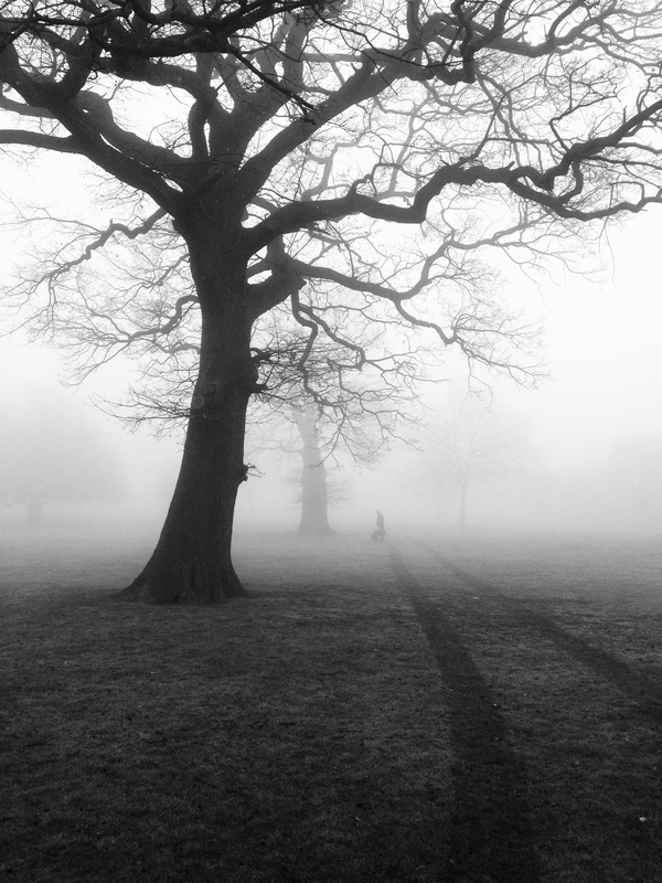Rừng, sương mù, rừng cây, cây, u ám, forest, fog, trees, gloomy, dark-Pixabay 1