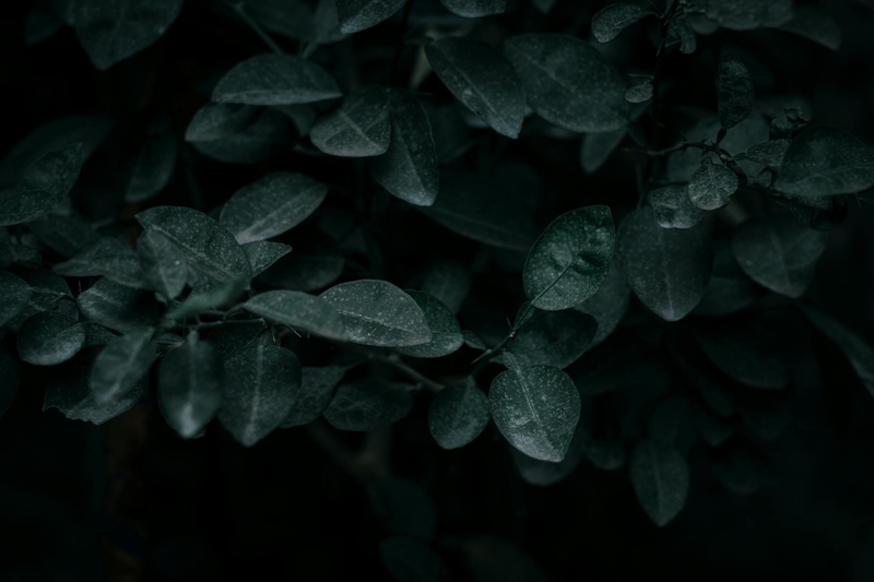 Lá cây, lá, bụi cây, tối, leaves, dark, bush-pratik prasad