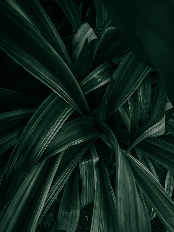Lá cây, lá, bụi cây, tối, leaves, dark, bush-Prithiviraj
