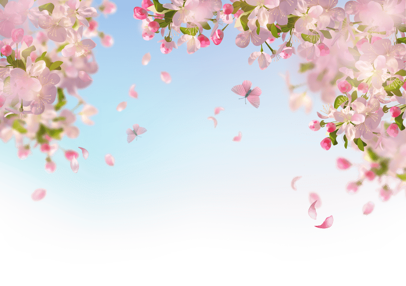 Hoa anh đào, hoa đào, anh đào, cherry blossom, hoa, flower, mùa xuân, spring