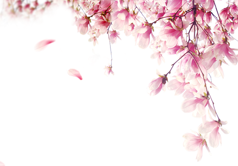 Hoa anh đào, hoa đào, anh đào, cherry blossom, hoa, flower, mùa xuân, spring 3