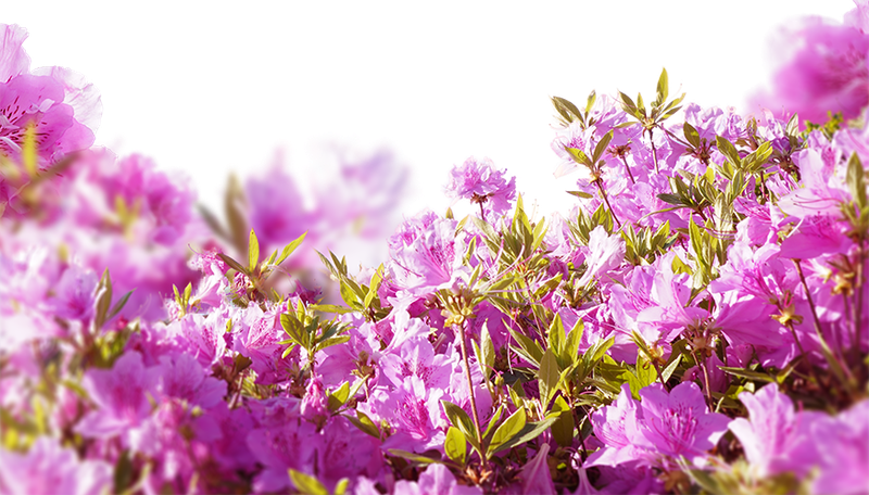 Hoa giấy, chi hoa giấy, paper flower, hoa, flower, mùa xuân, spring
