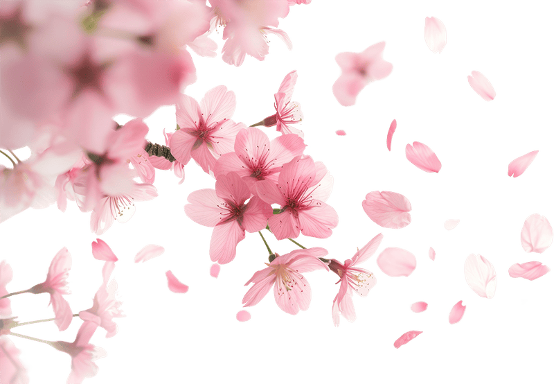 Hoa anh đào, hoa đào, anh đào, cherry blossom, hoa, flower, mùa xuân, spring 2