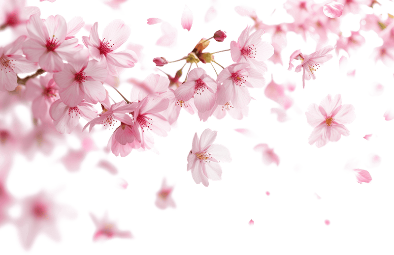Hoa anh đào, hoa đào, anh đào, cherry blossom, hoa, flower, mùa xuân, spring 1