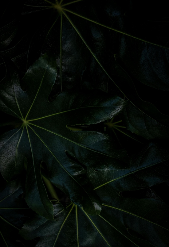 Lá cây, lá, bụi cây, tối, leaves, dark, bush-Rahel R
