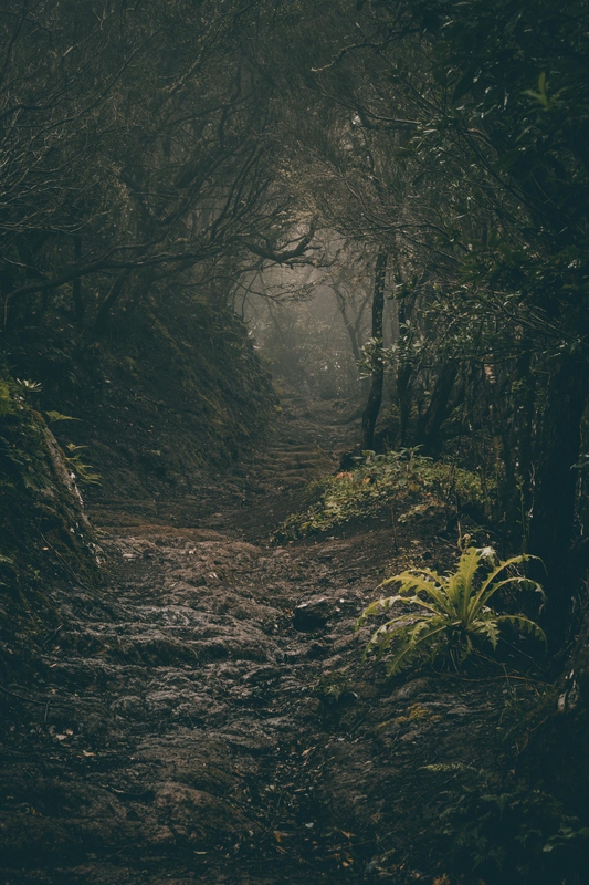Rừng, rừng cây, cây, u ám, forest, trees, gloomy, dark-Raul Kozenevski