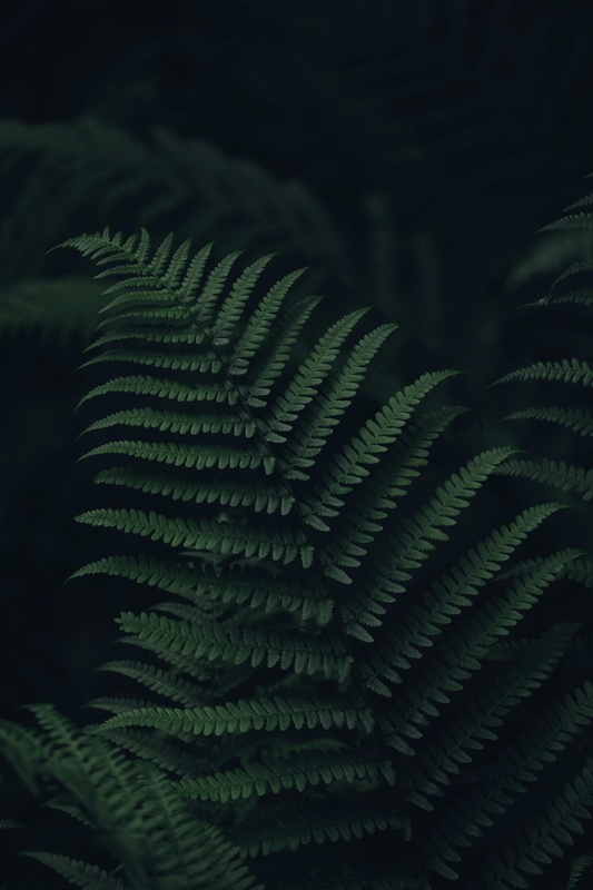 Lá cây, lá, bụi cây, tối, leaves, dark, bush-Rok Romih