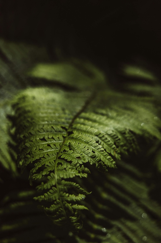 Lá cây, lá, bụi cây, tối, leaves, dark, bush-ROMAN ODINTSOV