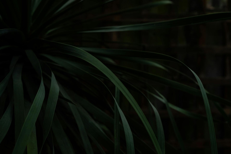 Lá cây, lá, bụi cây, tối, leaves, dark, bush-Scott Webb