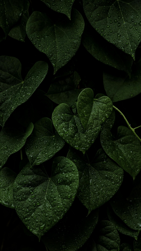 Lá cây, lá, bụi cây, tối, leaves, dark, bush-Shivkumar Sd