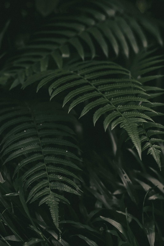 Lá cây, lá, bụi cây, tối, leaves, dark, bush-Simon Reza