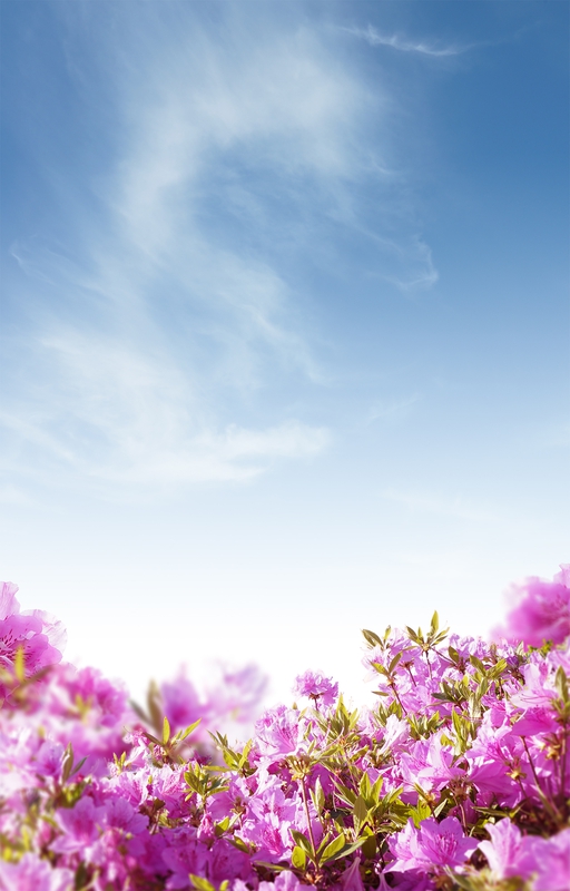 Hoa giấy, chi hoa giấy, paper flower, hoa, flower, mây, cloud, bầu trời, sky, mùa xuân, spring 1