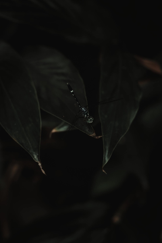 Lá cây, lá, bụi cây, tối, leaves, dark, bush-Tarcila Mesquita