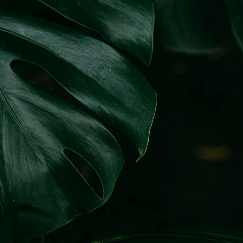 Lá cây, lá, bụi cây, tối, leaves, dark, bush-Thiha Myokyaw