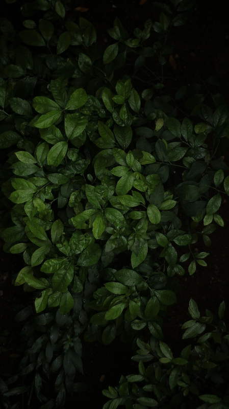 Lá cây, lá, bụi cây, tối, leaves, dark, bush-UMUT DAĞLI