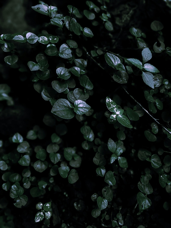Lá cây, lá, bụi cây, tối, leaves, dark, bush-VEE PIX GALLERY 1