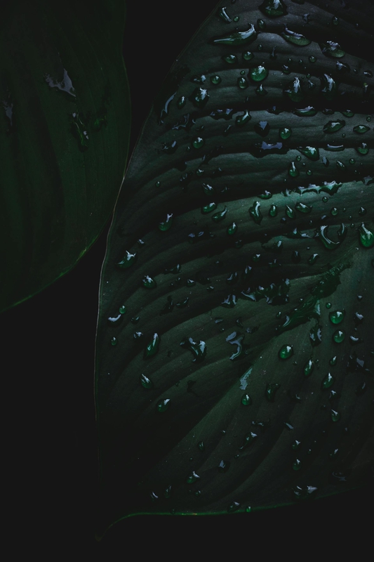 Lá cây, lá, bụi cây, tối, leaves, dark, bush-Velroy Fernandes