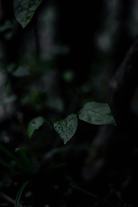 Lá cây, lá, bụi cây, tối, leaves, dark, bush-Wallace Chuck