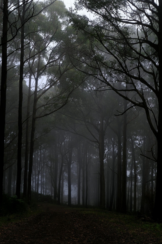Rừng, rừng cây, cây, u ám, forest, trees, gloomy, dark-Walter Coppola