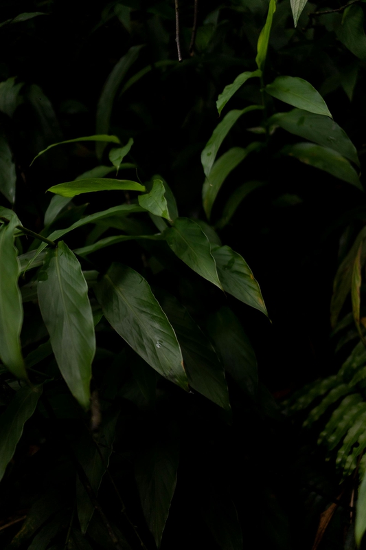 Lá cây, lá, bụi cây, tối, leaves, dark, bush-Wolf Art