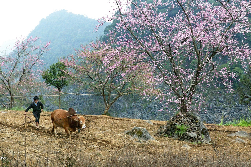 Trẻ em, con bò, child, cow, miền núi, vùng cao, mountain, highland - MinhChuyen_1