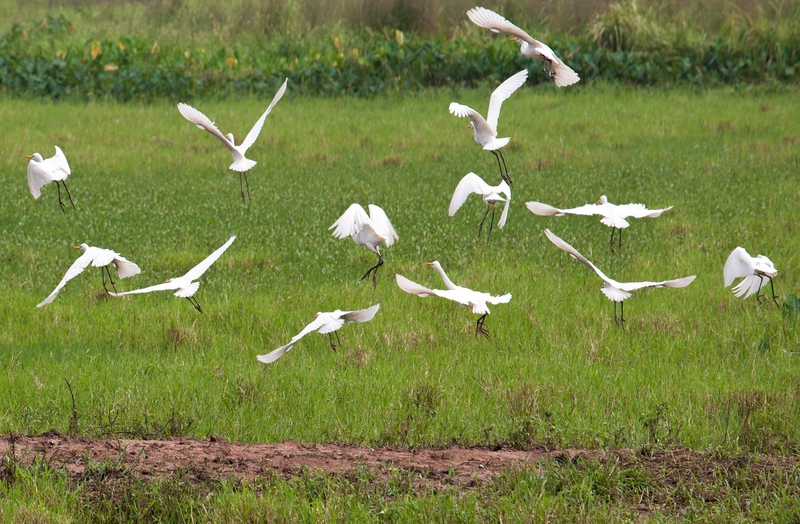 Con cò, cánh đồng, stork, field, chim, birds- xuanduongvan87