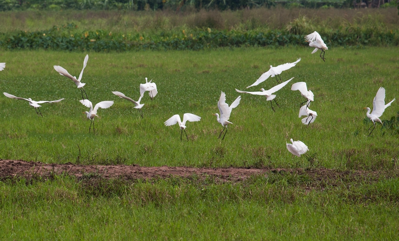 Con cò, cánh đồng, stork, field, chim, birds- xuanduongvan87 1