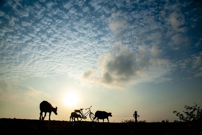 Con trâu, buffalo, bầu trời, hoàng hôn, cánh đồng, miền quê, sky, sunset, field, countryside- xuanduongvan87