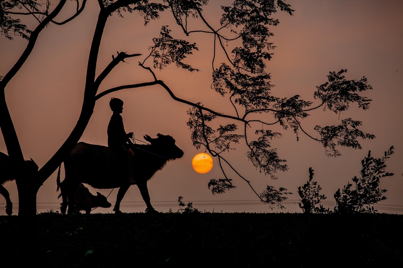 Con trâu, buffalo, bầu trời, hoàng hôn, cánh đồng, miền quê, sky, sunset, field, countryside- xuanduongvan87 1
