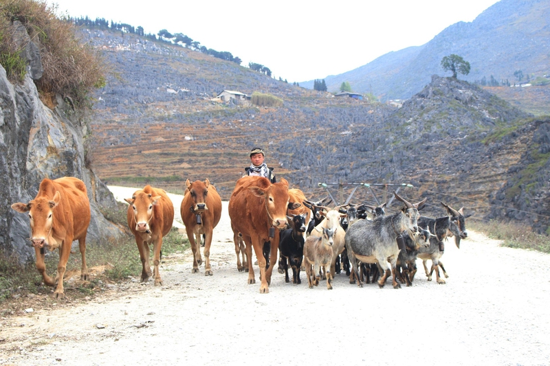 Bò, dê, cow, goat, miền núi, vùng cao, mountain, highland - MinhChuyen_1